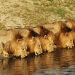 Know About Lions of the Sabi Sand