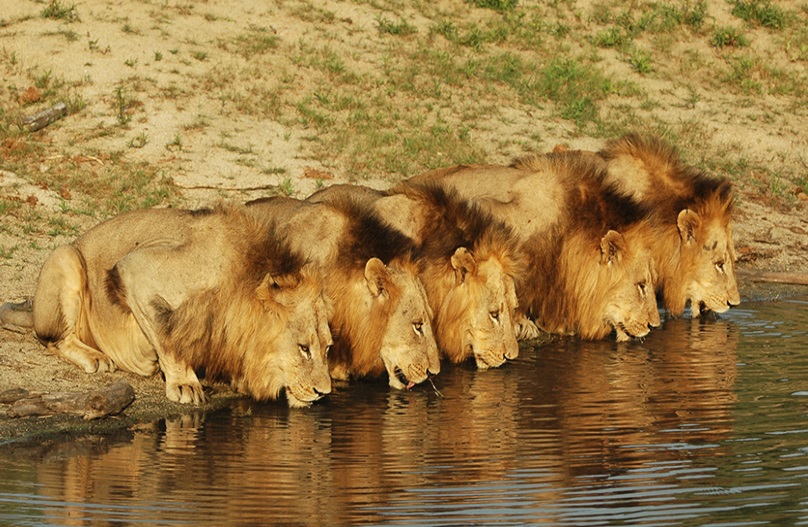 Know About Lions of the Sabi Sand