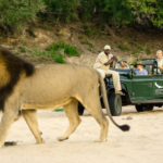 Unravelling the Mysteries of the Lions of the Sabi Sand