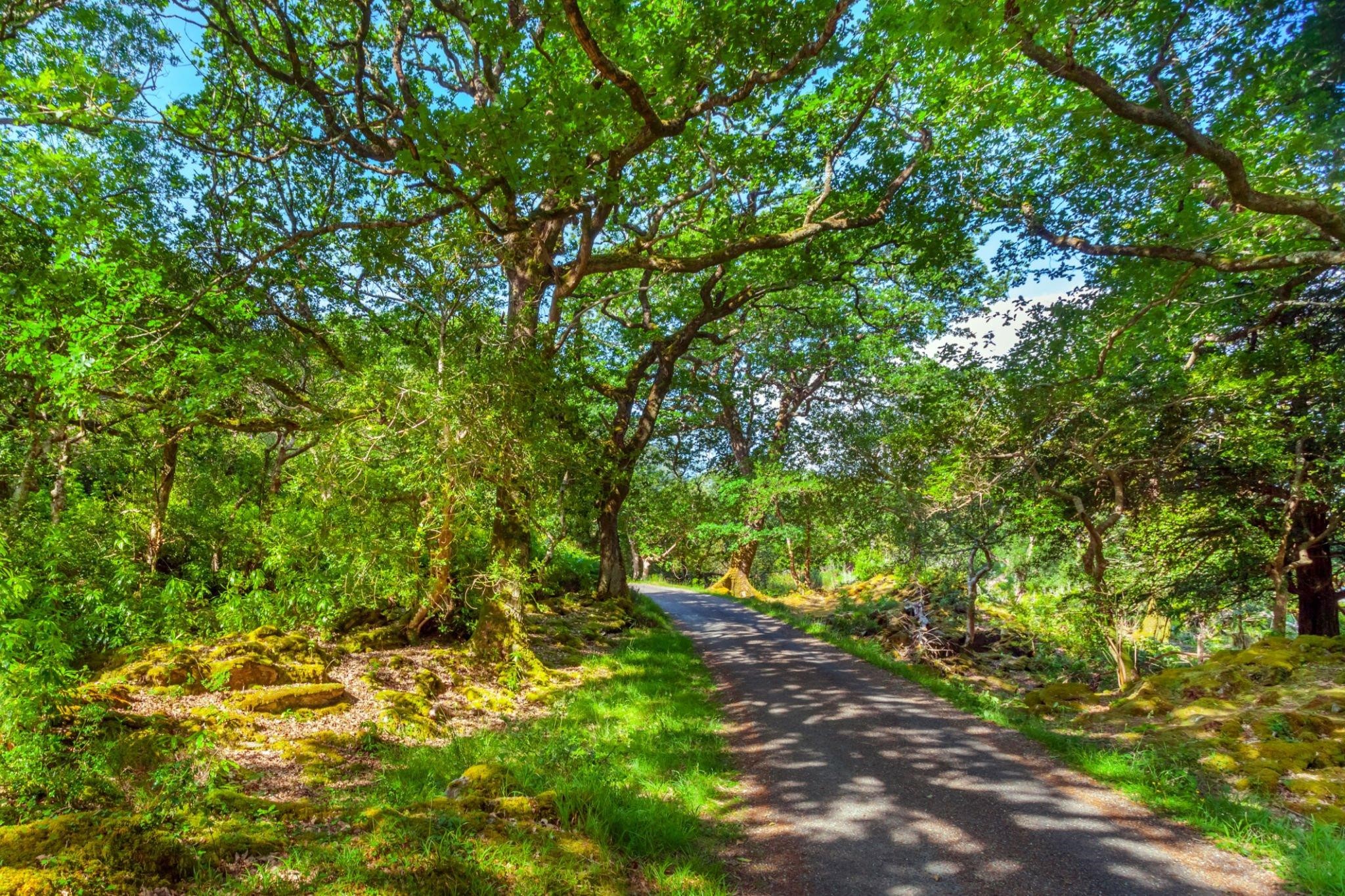 Killarney National Park