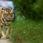 Top 5 Best Tiger Safaris in India