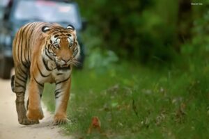 Top 5 Best Tiger Safaris in India