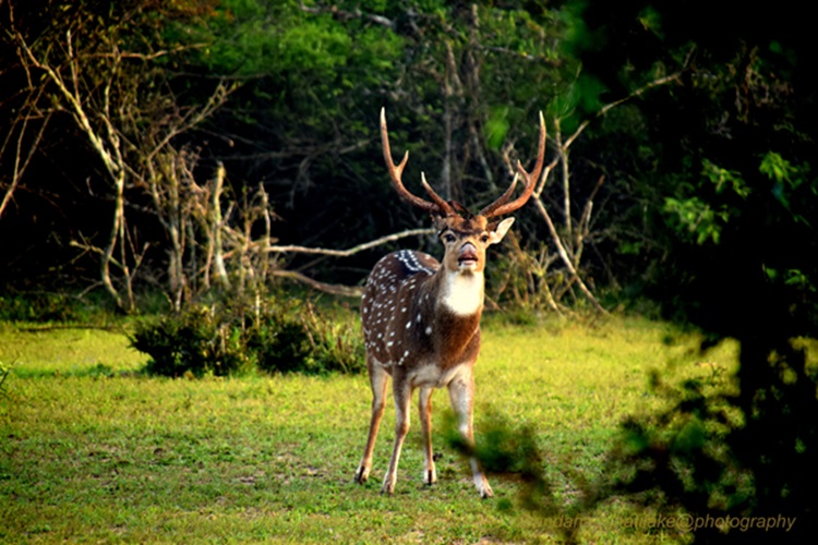 Exploring the Wonders of Wilpattu National Park