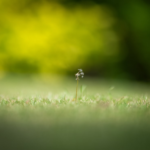 5 Reasons Why Lawn Care is Crucial for a Beautiful Yard