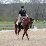 Experience the Best Horse Riding in Birmingham: Adventures at Bourne Vale Stables